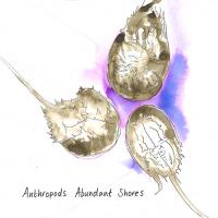 ANTHROPODS - l
abundant shores